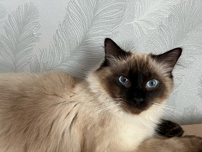 Pharao