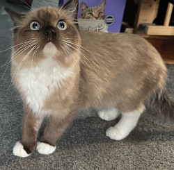 Sissi