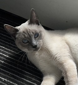 Minka