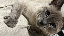 Amos