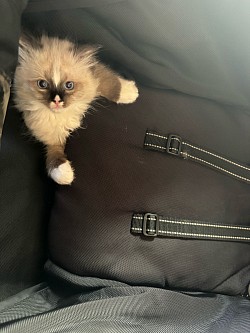 Kitty
