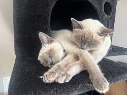 Arya & Laya