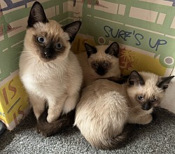 Weitere kitten