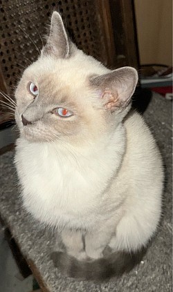 Amos