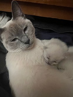 Minka