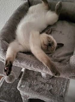 Minka‘s