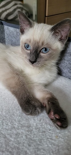Minka‘s